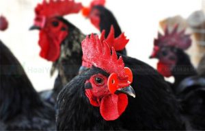 Ưu nhược điểm khi đeo kính cho gà