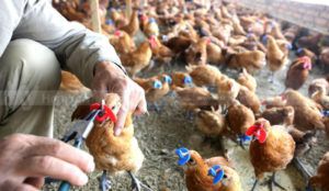 gà đeo kính để làm gì