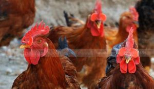 Cách đeo kính cho gà