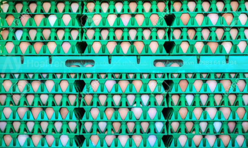 Khay nhựa đựng trứng làm giảm tình trạng hư hòng trứng, vỡ trứng