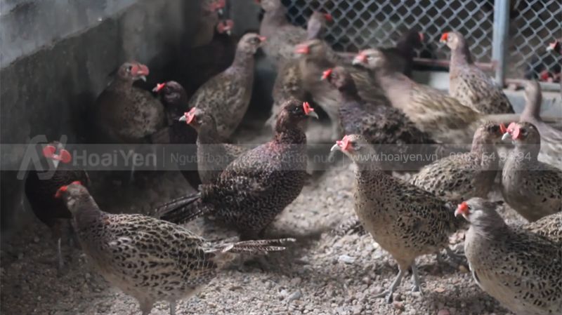 Kính cho chim trĩ, gà tre, gà chọi