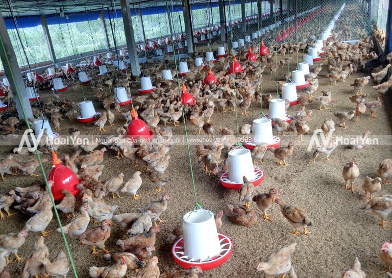 Hình ảnh thực tế tại một trang trại gà sử dụng máng ăn chống bới