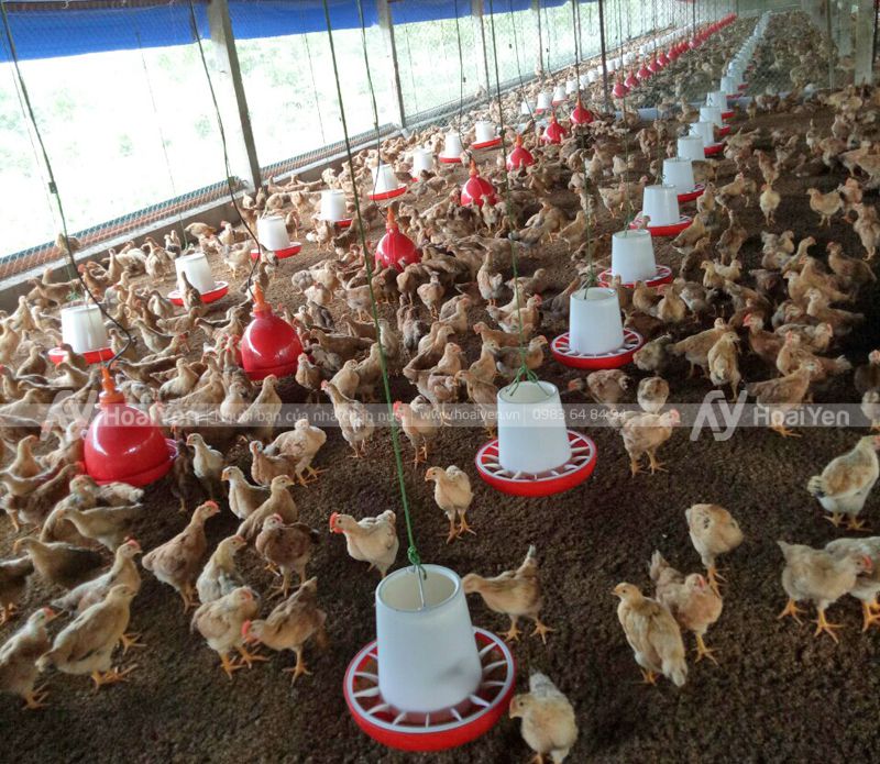 Hình ảnh thực tế tại một trang trại gà sử dụng máng ăn tự động chống bới