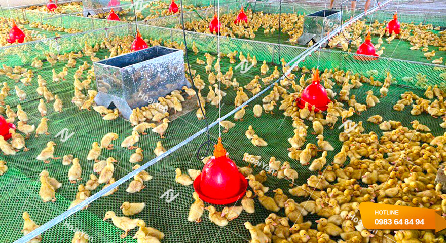 Hình ảnh thực tế khi trang trại lắp đặt máng uống nước cho gà