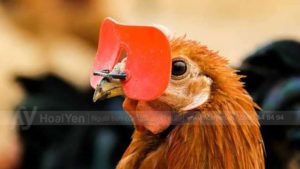 Tại sao gà đeo kính đỏ