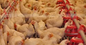 Bán máng ăn cho gà tại Hà Nội