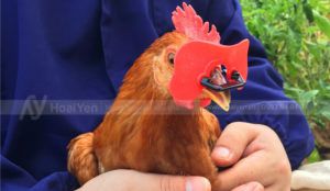 bán mắt kính cho gà