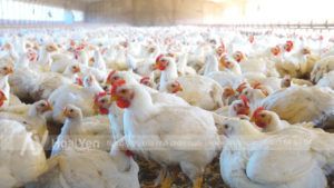 dụng cụ chăn nuôi gà