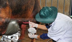 Lấy tinh từ heo đực