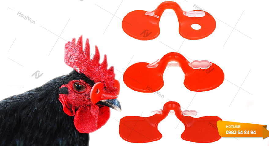 Tại sao gà mang kính đỏ