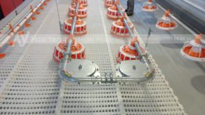 Mua máng ăn cho gà ở đâu