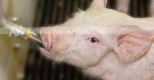 ảnh thực tế núm uống nước cho lợn