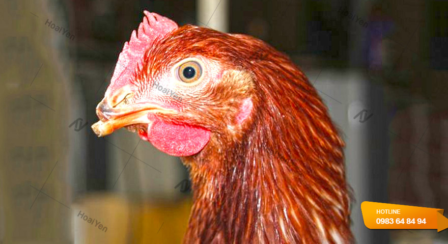 Cắt mỏ cho gà sẽ hạn chế cơ bản được hiện tượng gà cắn mổ nhau