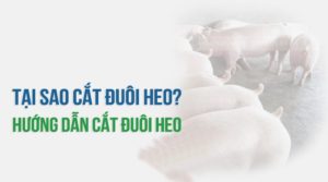 Tại sao cắt đuôi heo
