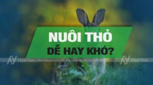Nuôi thỏ dễ hay khó