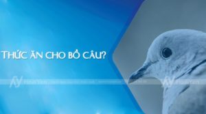 thức ăn cho bồ câu
