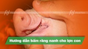 Hướng dẫn cách cắt nanh cho heo con