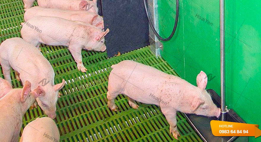 Cách lắp vòi nước cho lợn