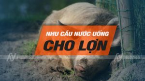 Nhu cầu nước uống cho lợn