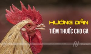 Hướng dẫn tiêm thuốc cho gà đúng cách