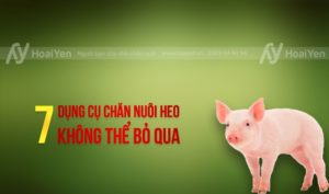7 dụng cụ chăn nuôi heo không thể bỏ qua