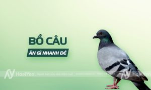 Bồ câu ăn gì nhanh đẻ?