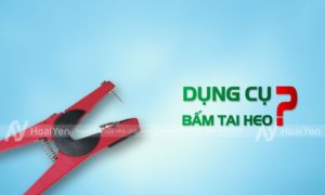 Dụng cụ bấm tai heo là gì