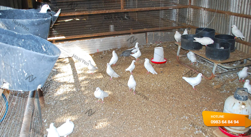 Hệ thống chuồng nuôi và chế độ dinh dưỡng chim bồ câu Pháp