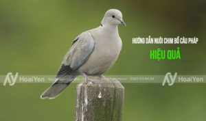 Hướng dẫn nuôi chim bồ câu Pháp hiệu quả