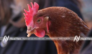 Cách cắt mỏ gà không đau, không chảy máu