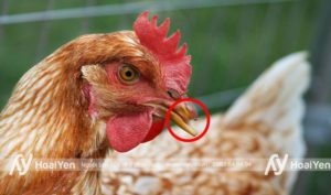 Cắt mỏ gà để làm gì?