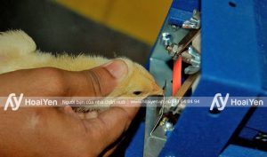 Cắt mỏ gà khi nào? Lịch cắt mỏ gà? Thời gian cắt mỏ gà