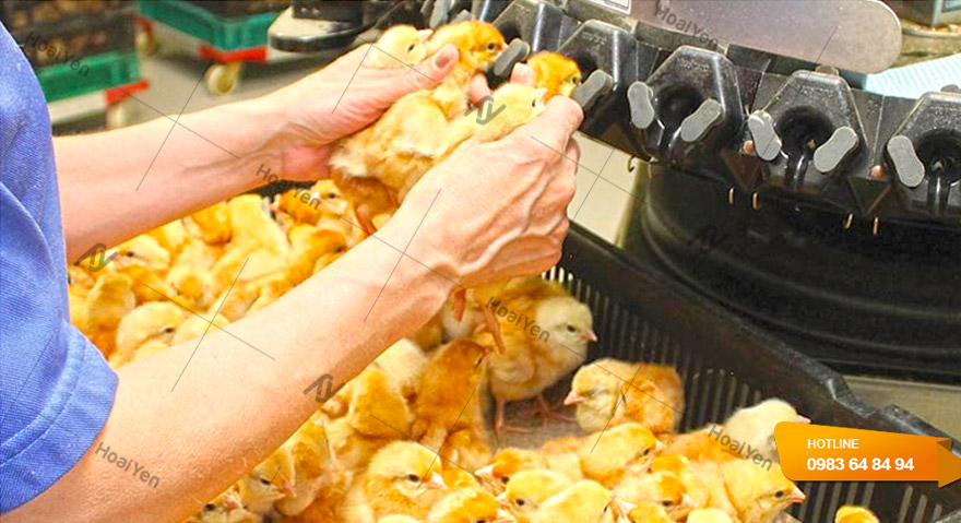 Lợi ích của việc cắt mỏ gà