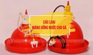 Các loại máng uống nước cho gà