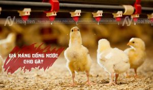 Giá máng uống nước cho gà