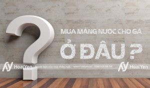 Mua máng nước cho gà ở đâu