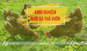 Kinh nghiệm nuôi gà thả vườn