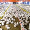 Hệ thống máng ăn tự động gà, vịt, heo Hệ thống máng ăn tự động gà, vịt, heo