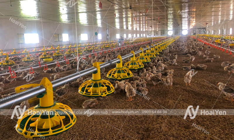 Hình ảnh thực tế hệ thống máng ăn tự động cho trang trại gà do Hoài Yến thực hiện