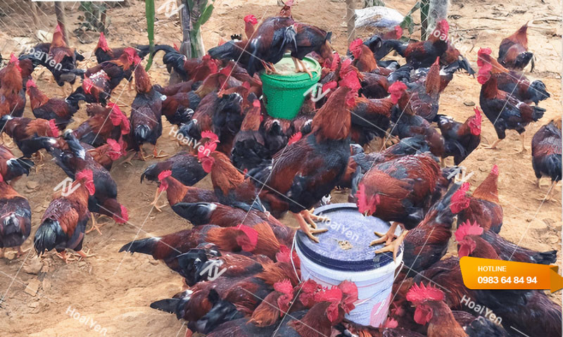 Hình ảnh thực tế máng ăn xô sơn cho gà