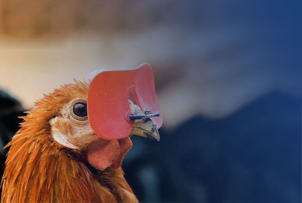 Đeo kính không chốt cho gà làm giảm tỉ lệ cắn mổ nhau đến 98%