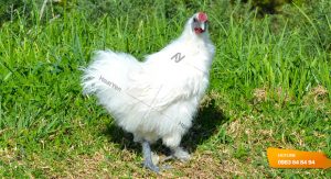 Kinh nghiệm nuôi gà ác