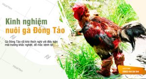 Hoài Yến xin chia sẽ những kinh nghiệm chăn nuôi gà Đông Tảo