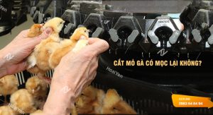 Cắt mỏ gà có mọc lại không?