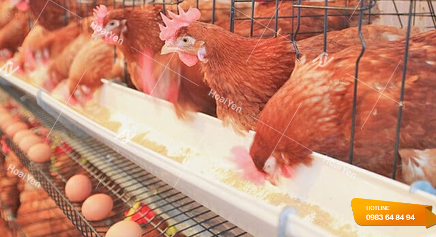 Kinh nghiệm nuôi gà đẻ trứng về chế độ dinh dưỡng