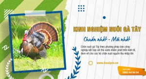 Kinh nghiệm nuôi chăn gà Tây thả vườn