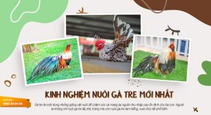 kinh nghiệm nuôi gà tre