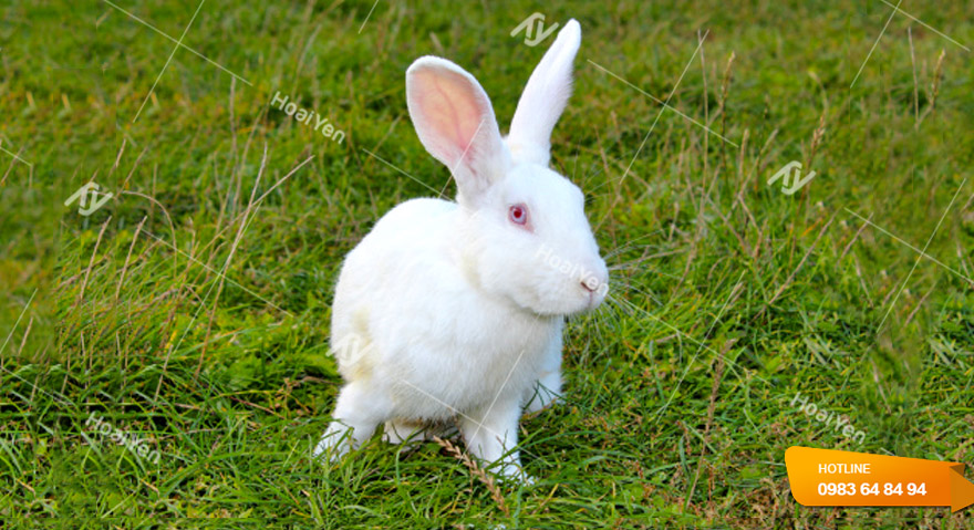 Kinh nghiệm nuôi thỏ đẻ chi tiết