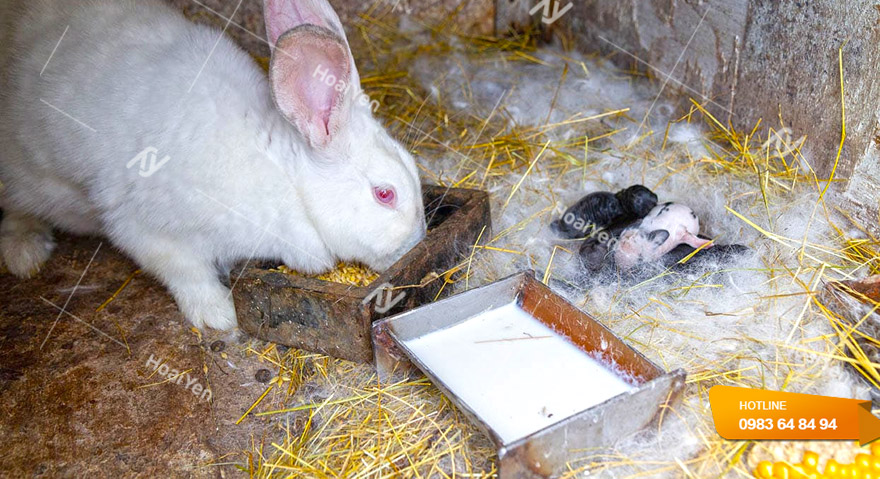 Kinh nghiệm nuôi thỏ đẻ về chế độ dinh dưỡng