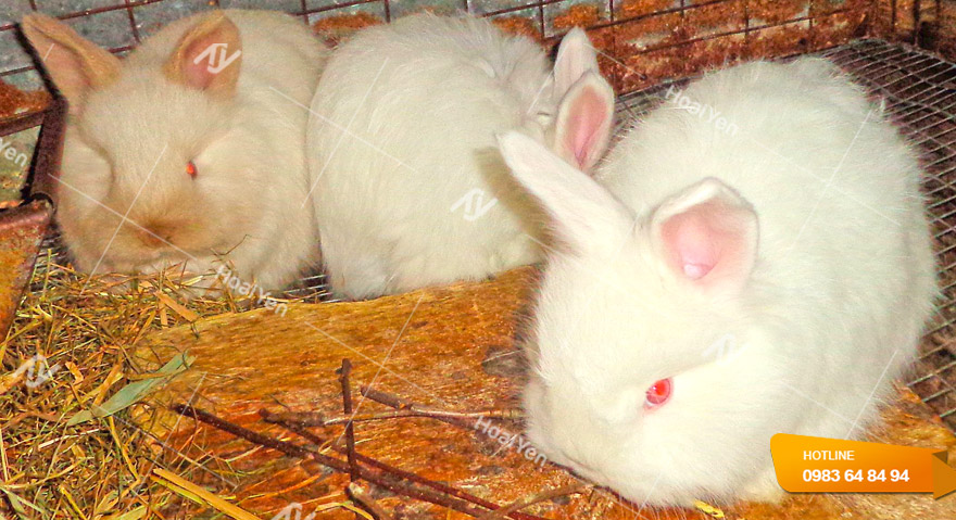 Đối với thỏ cái thời gian cho sinh sản thường từ 6 tháng tuổi